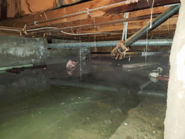 Best Flood restoration services  in Stanley, VA